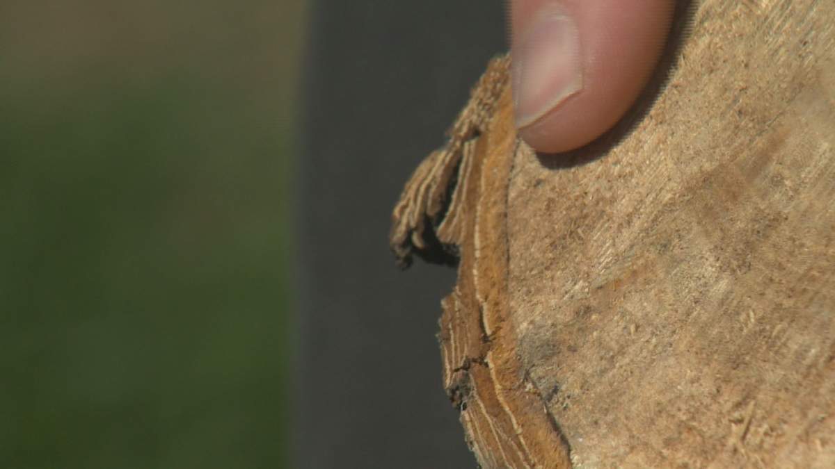 An example of Dutch elm disease, which is caused by a fungus which can be spread by beetles or contaminated pruning tools.