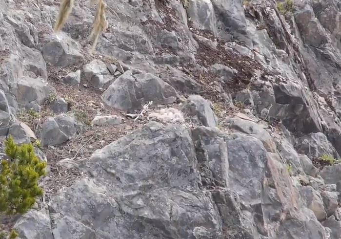 The nest perched on the rocky cliff. Credit: Vincenz Eberl – still from YouTube