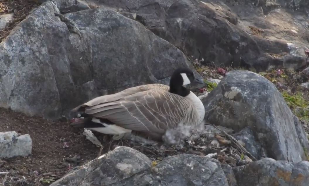 The mother goose sitting on her next in Sooke. Credit: Vincenz Eberl – still from YouTube