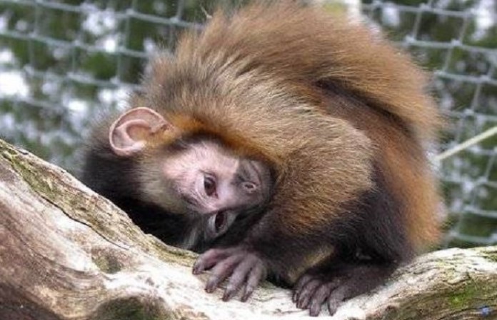 Monkey on the loose after escaping from Lake Cowichan animal