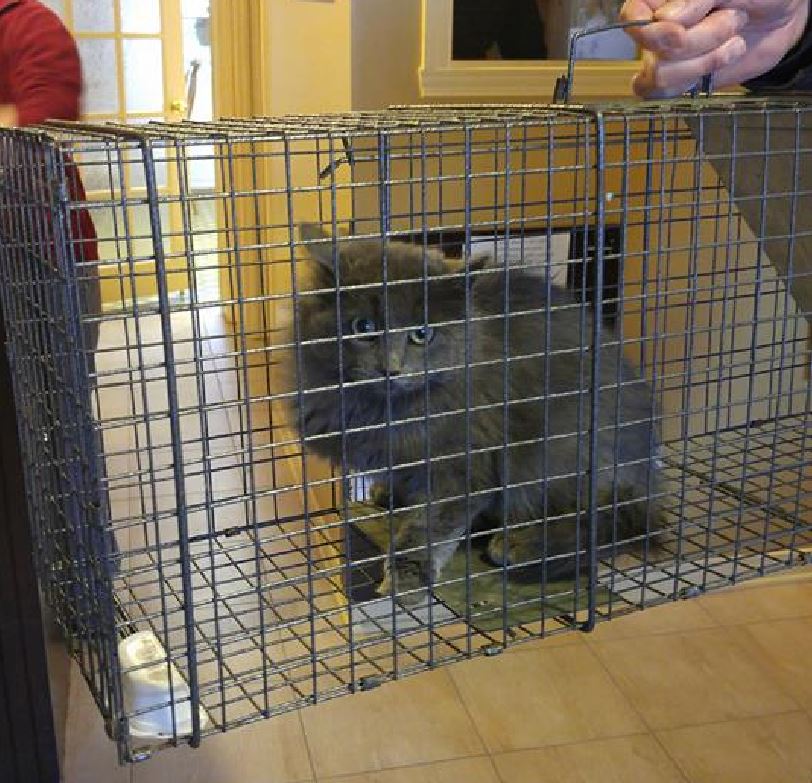 A cat trapped by Roy and Cher's Rescue Farm in their catch, neuter and release program. Critics of Cornwall's proposed cat bylaw say a similar program is needed to curb the city's feline population explosion.