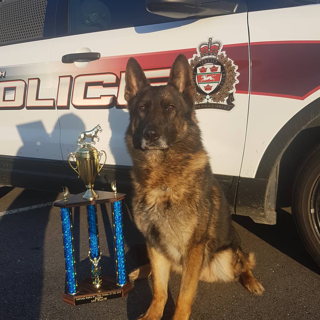 Guelph police dog Charger recently finished first overall in the tracking event at the United States Police Canine Association trials.