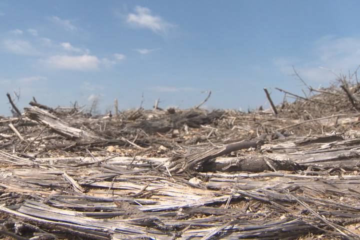 Застъпниците на бореалните гори на Саскачеван повишават осведомеността относно въздействието