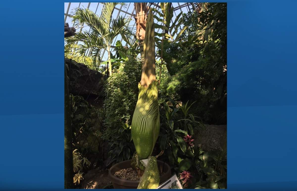 Putrella, the infamous stinky Amorphophallus titanum, or “corpse flower,” has a younger cousin which has made its debut at Edmonton’s Muttart Conservatory.