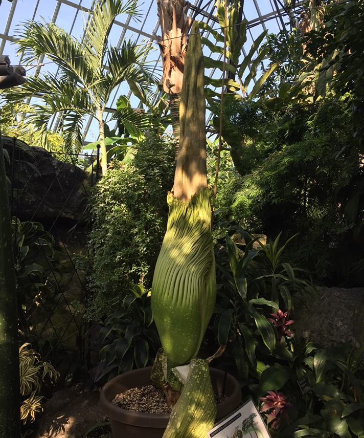 A new corpse flower is about to bloom at the Muttart Conservatory