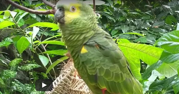 Cosmo the parrot lives at the Vancouver Aquarium.
