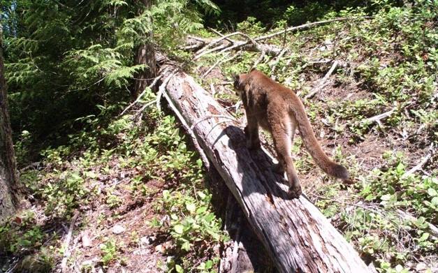 The City of Port Moody says anyone heading into Bert Flinn Park should keep kids close and pets on a leash, after a cougar was spotted recently.