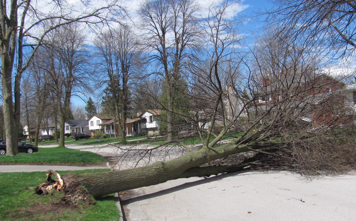 Strong winds have resulted in several downed trees, including this one in southwest London, on May 4, 2018.