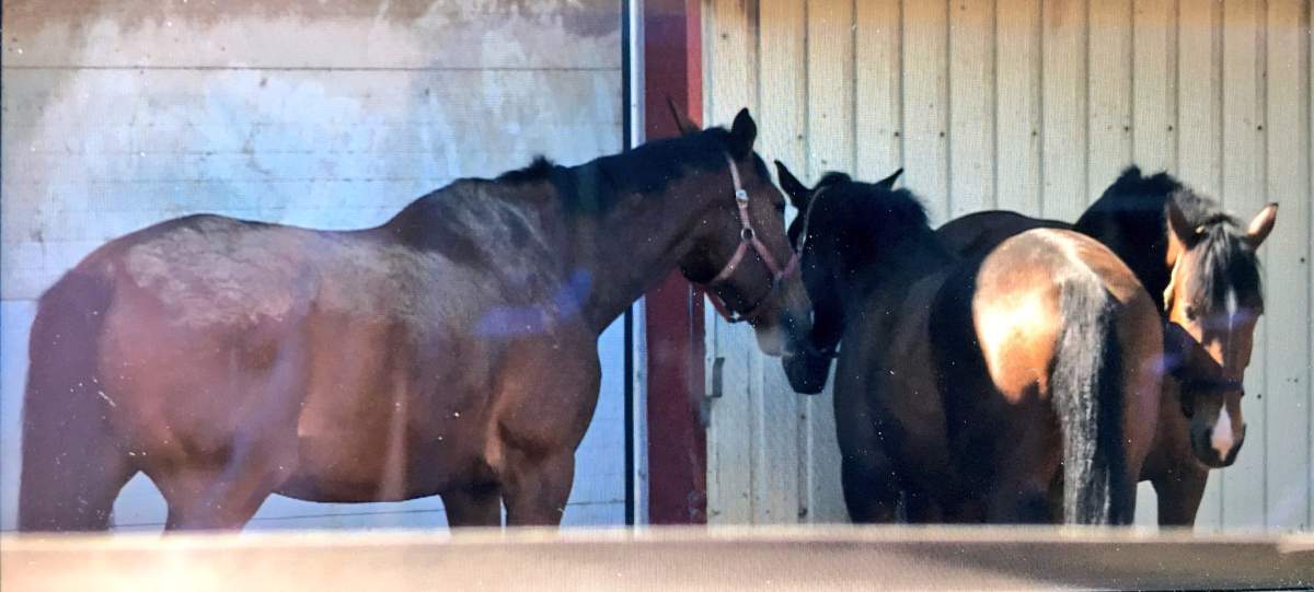 Horses from the Halifax Junior Bengal Lancers are seen on May 21, 2018