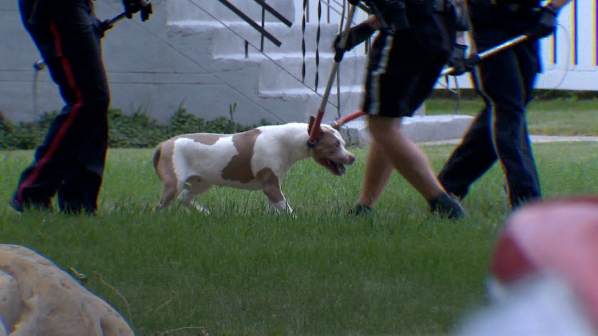Bylaw Officers taking dog from residence in southwest Calgary after incident. 