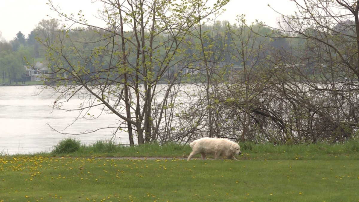 Dog near water in a field on Quinte Conservation property.