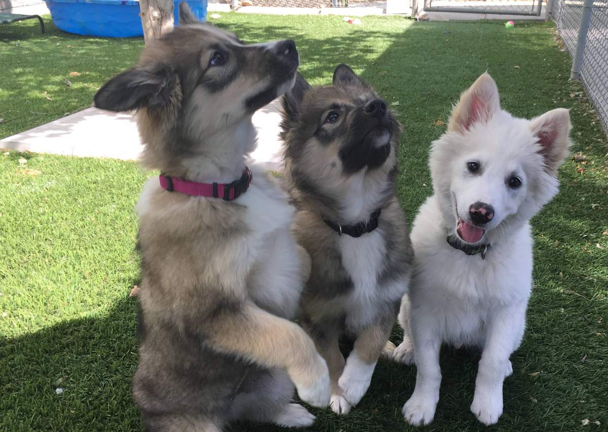 File - Nova Scotia has introduced legislation that bans cosmetic surgeries on animals unless medically necessary.