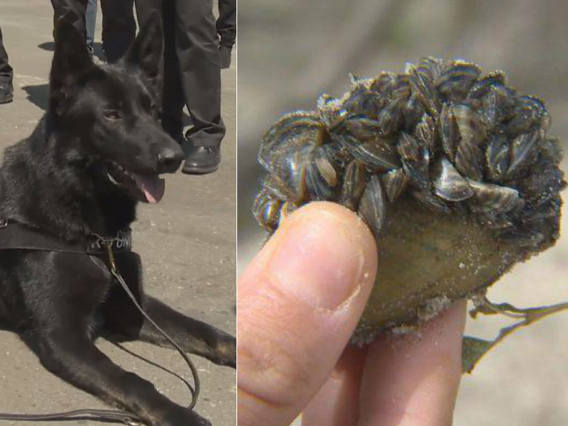 At left, Kilo, a K9 dog trained to sniff out zebra mussels. At right, zebra mussels, an invasive species.
