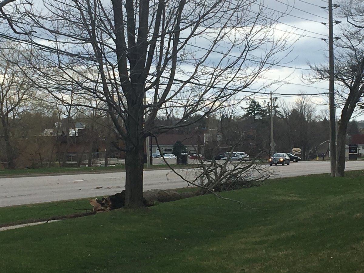 A large tree in Barrie was blown over by the intense wind storm on Friday.