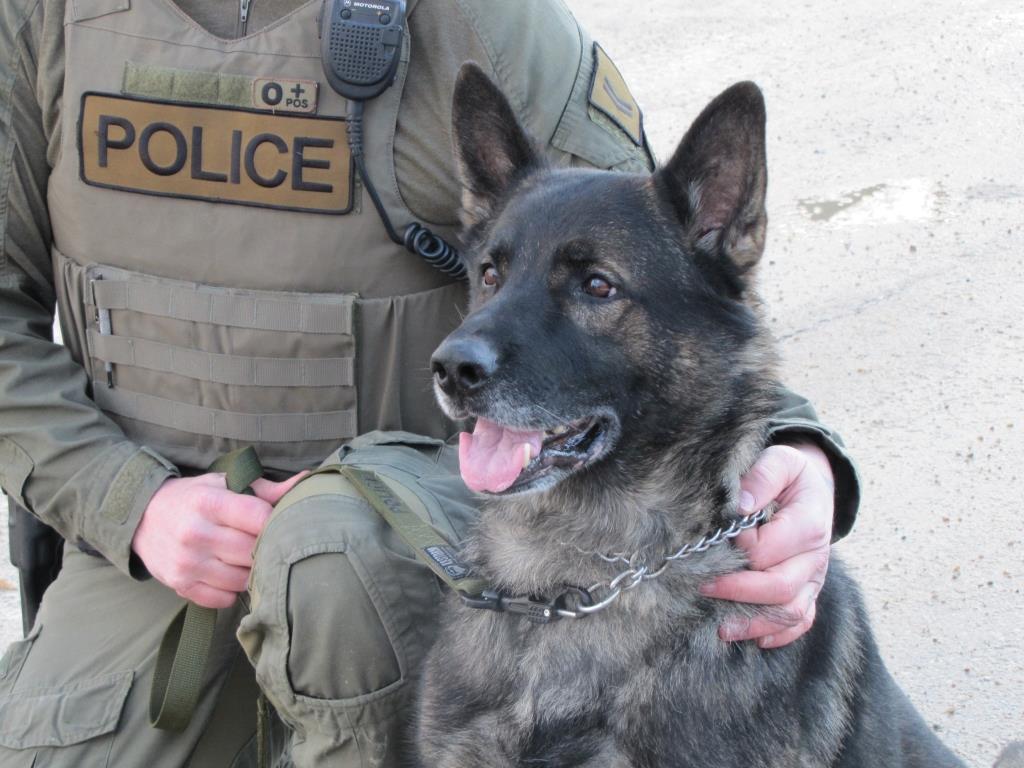 Police Dog Enzo apprehended three men Wednesday night.
