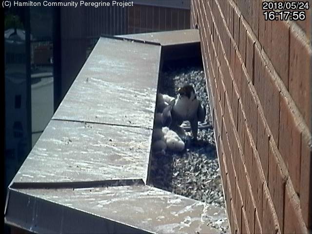 Downtown Hamilton's baby peregrines are healthy, banded and named after city parks.