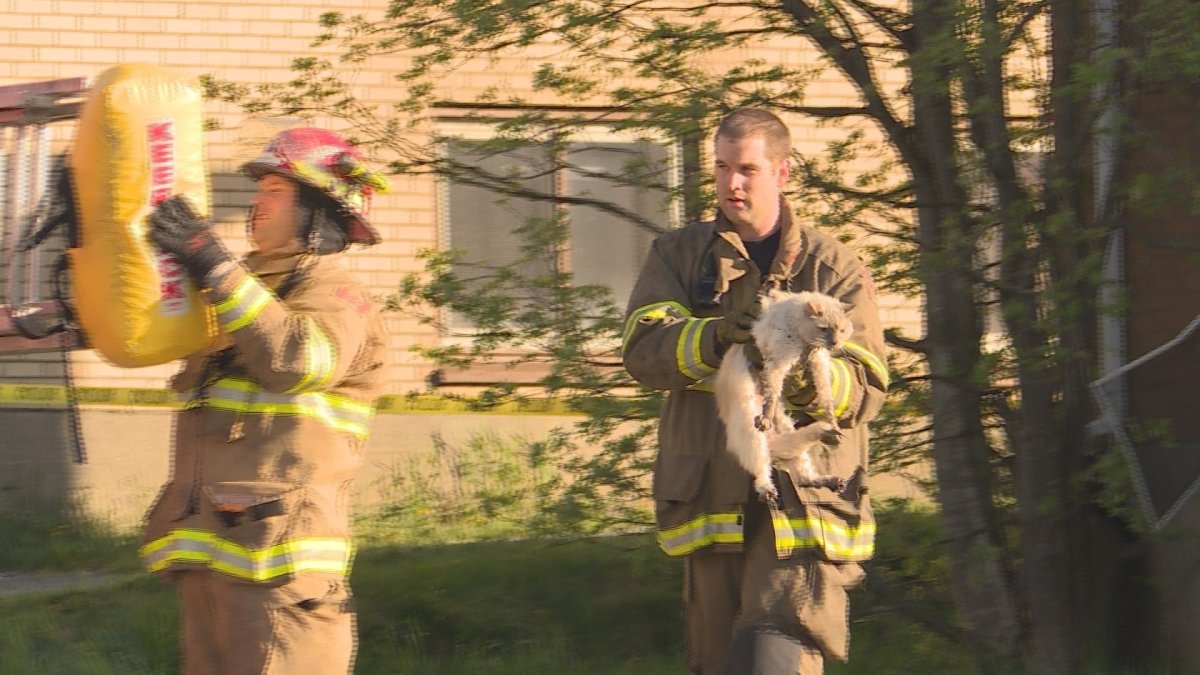 This Halifax firefighter reunited a cat and its owner following a fire on Robert Burns Drive in Dartmouth on Saturday.