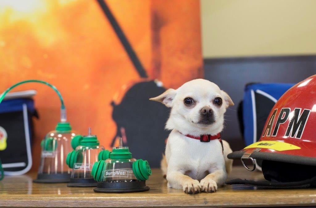 All of the Montreal Fire Department's trucks are now equipped with animal resuscitation kits.