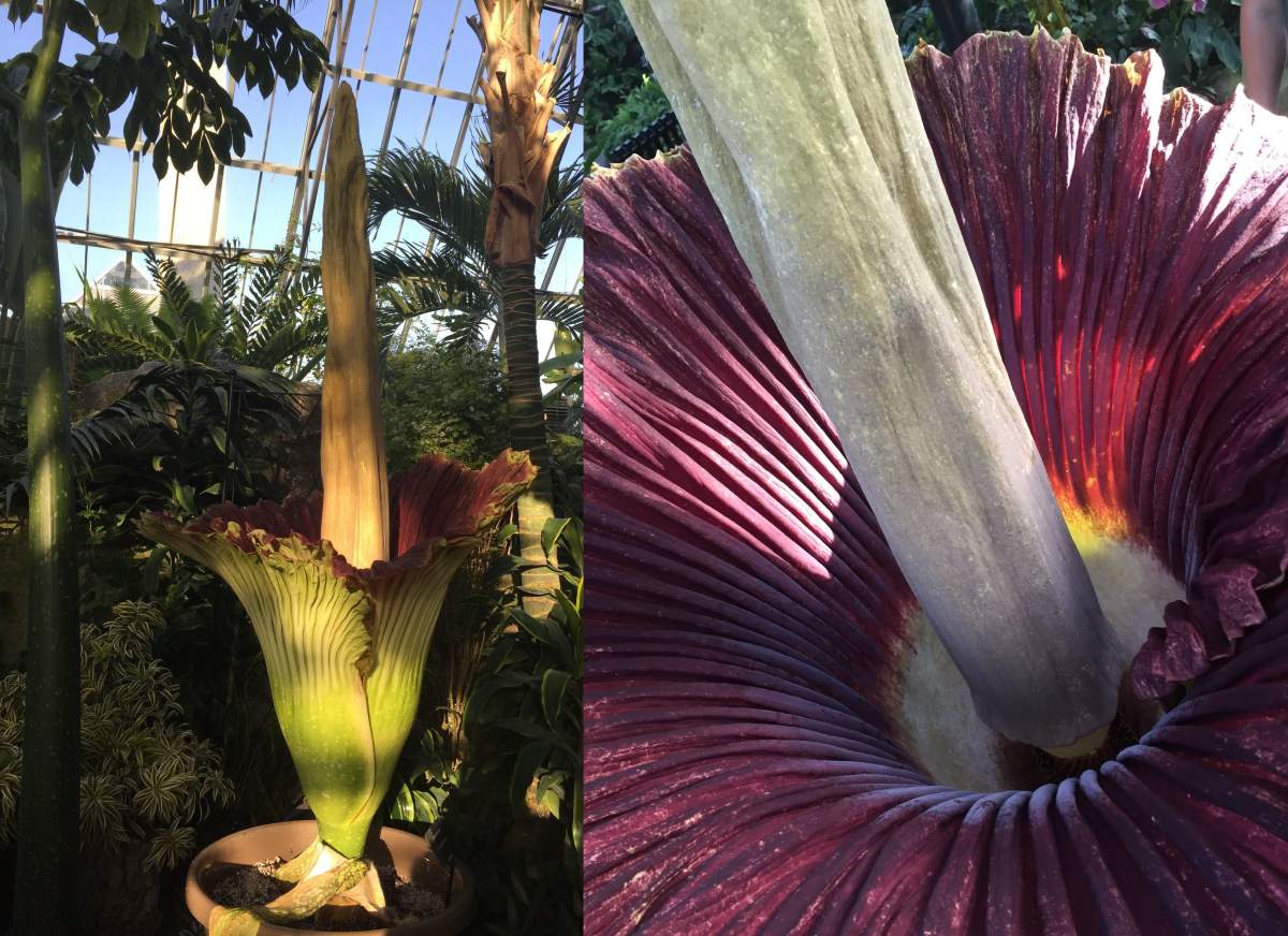 Gagnus, the second stinky Amorphophallus titanum or "corpse flower" at Edmonton's Muttart Conservatory, went into bloom Friday morning. May 25, 2018.