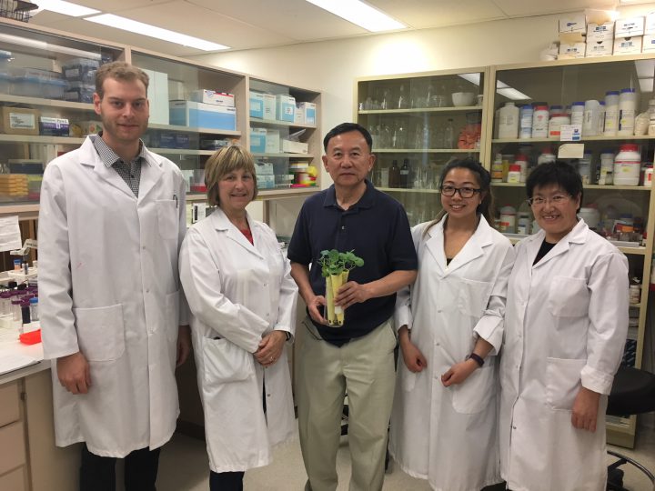For the past decade, 25 researchers at the University of Saskatchewan have been working tirelessly to get ahead of the disease, so far developing 10 lines of resistant seed. Peng – centre.