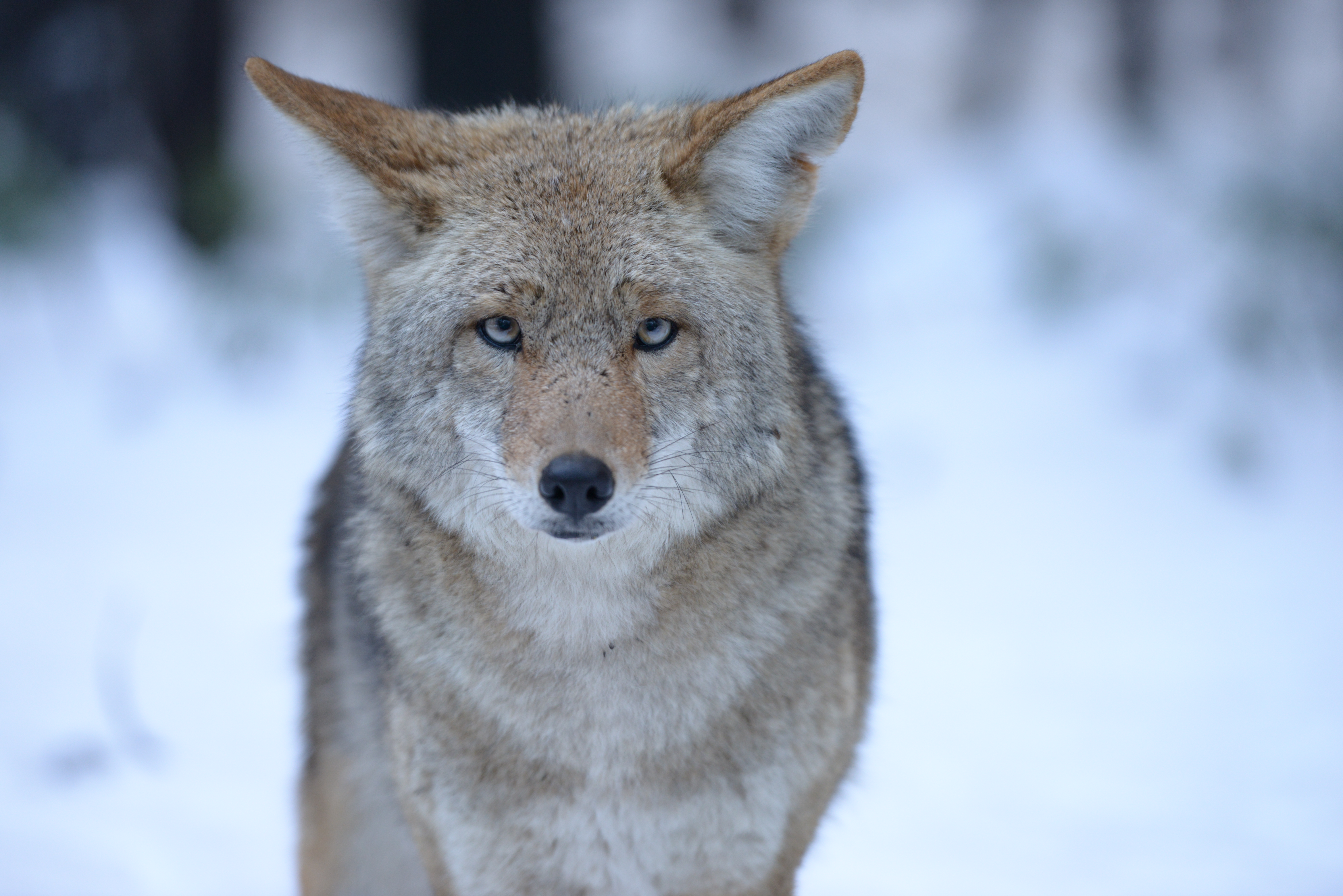 Saskatoon police issue warning about coyotes