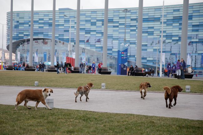 Stray dogs roam the grounds of the Olympic Park on Day 4 of the 2014 Winter Olympics on February 11, 2014 in Sochi, Russia.
