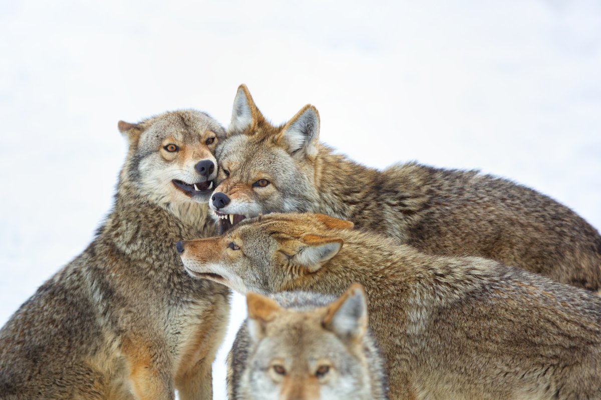 A pack of coyotes.
