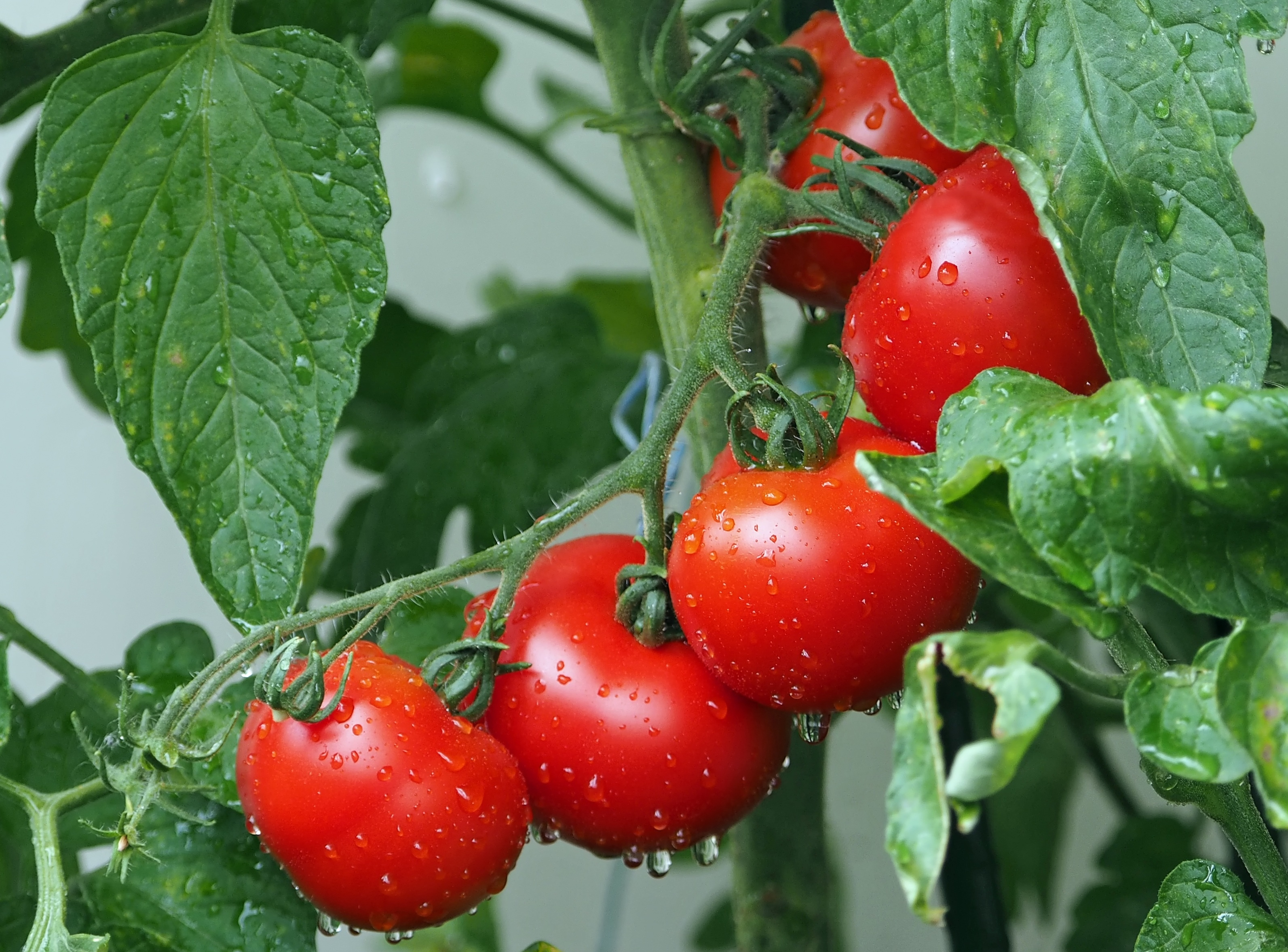 Frost coming to parts of Alberta — here’s what you need to harvest from your garden