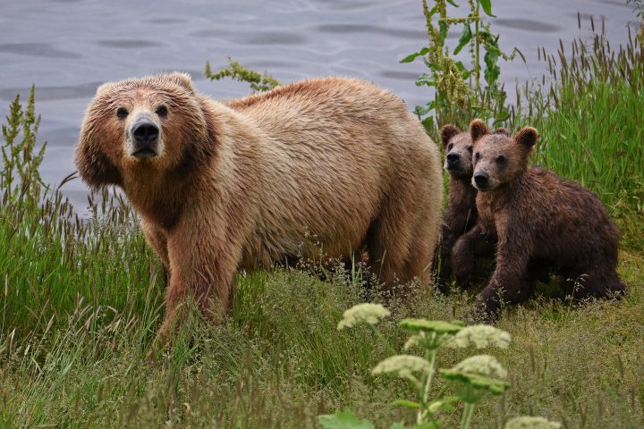 A Kodiak bear sow walks along a creek while her cubs follow behind on Kodiak Island, Alaska.