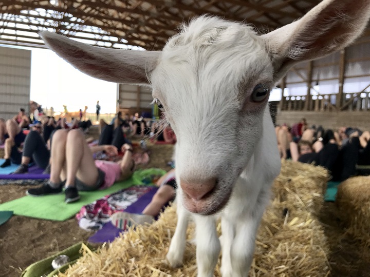 Aurora Farm hosts a free, introductory goat yoga class May 13, 2018.