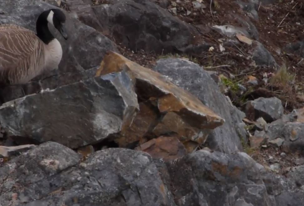 The mother goose came back to inspect her nest. Credit: Vincenz Eberl – still from YouTube