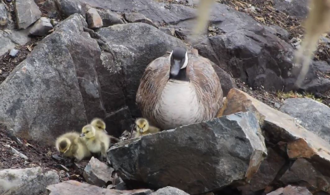 Welcome to the world! The eggs started to hatch! Credit: Vincenz Eberl – still from YouTube