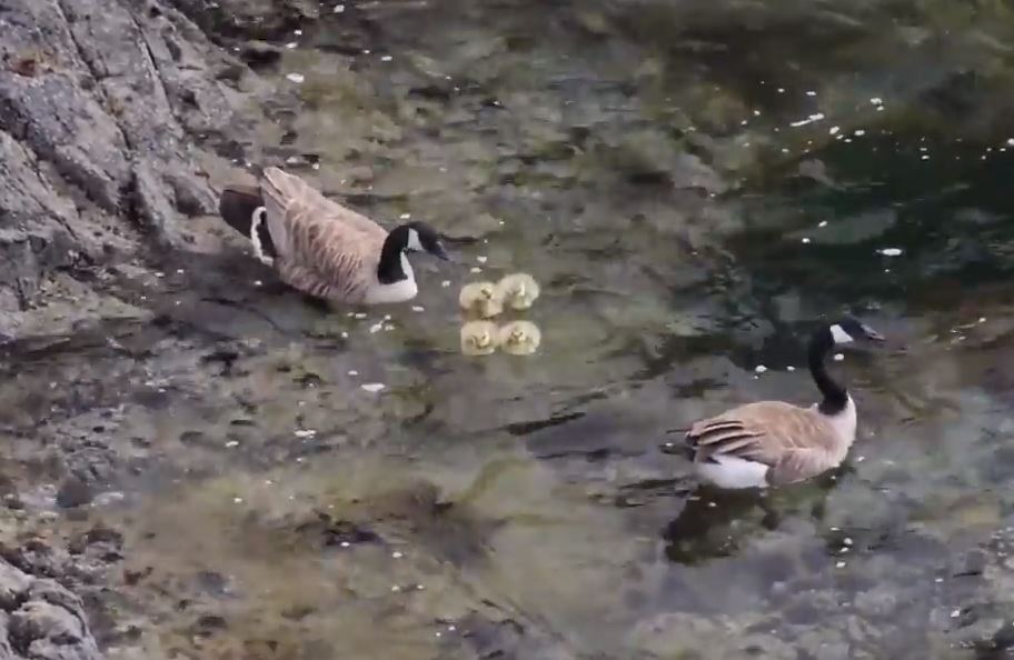The goslings in the water with mom and dad. Credit: Vincenz Eberl – still from YouTube