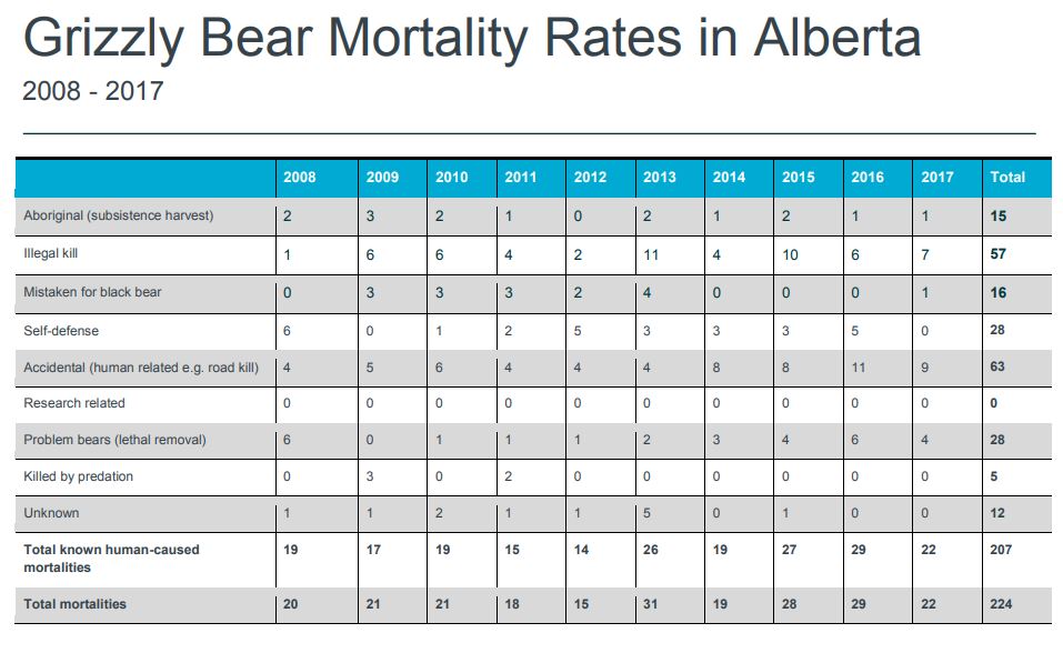 Alberta government says grizzly population rebounding despite wildlife advocate’s claims - image