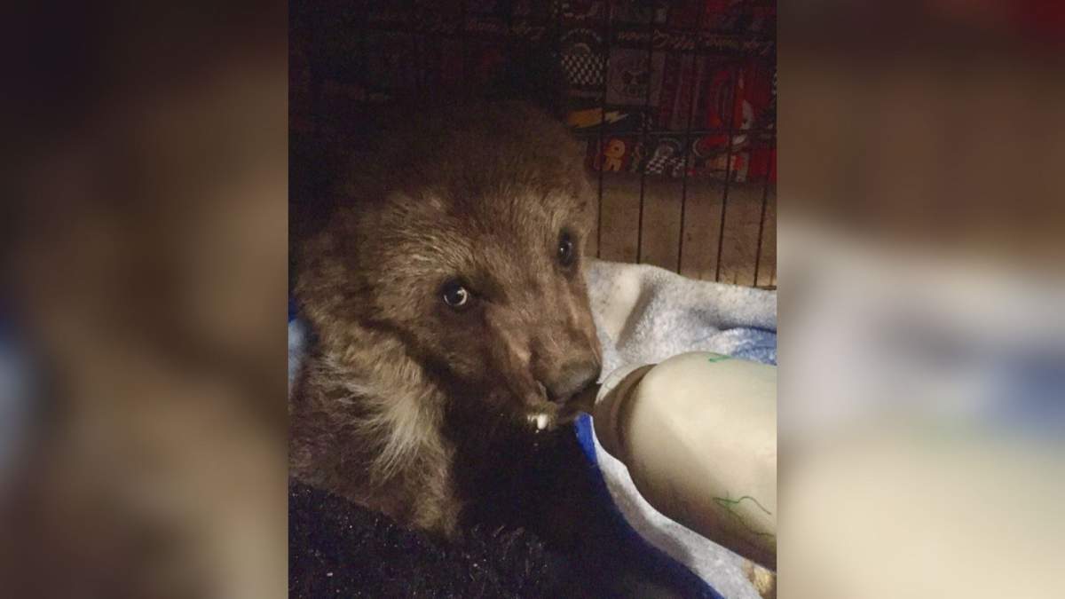 A grizzly bear cub nicknamed 'Groot' was euthanized Friday after being turned over to a conservation officer.