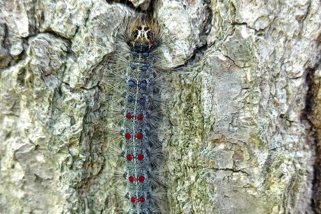 Gypsy Moth caterpillars can defoliate entire trees if left unchecked.