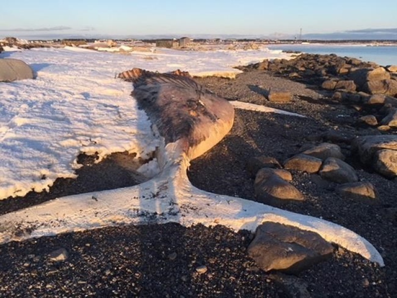 A beached whale in Nameless Cove, N.L. that's been washed ashore since last fall is shown in a handout photo. 