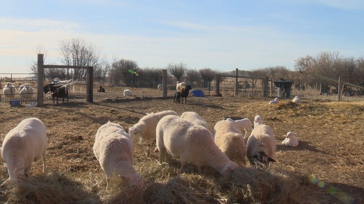 Sheep and lambs grazing at Farm One Forty near Vanscoy. 
