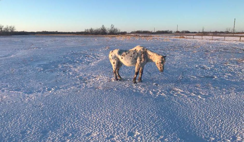 Melita RCMP posted images of a neglected horse found in a field near the southwest Manitoba town.