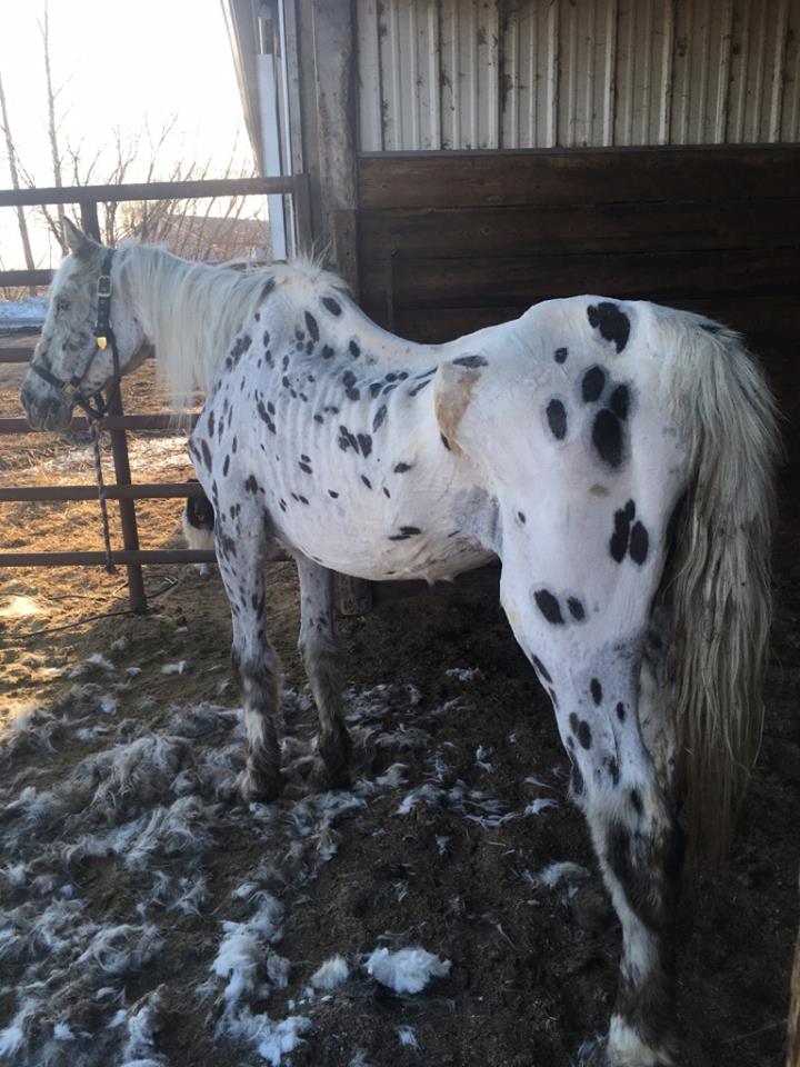 RCMP found Foxy Lady in a field near Melita, , in the Rural Municipality of Arthur. Vets were unable to save the animal.