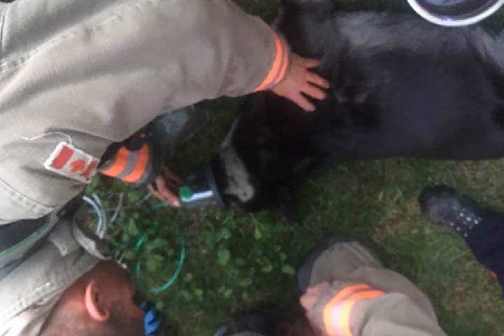 No one was found inside the home but Saskatoon firefighters found an unresponsive dog.
