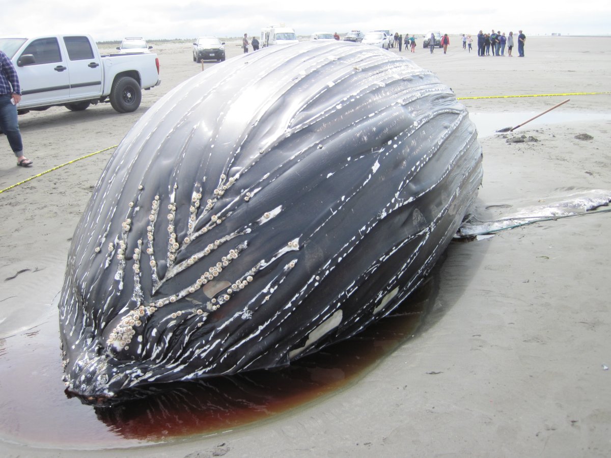 A dead humpback found washed up in Ocean Shores, Wa. on Sunday. Biologists say it likely died of entanglement in crab fishing gear.