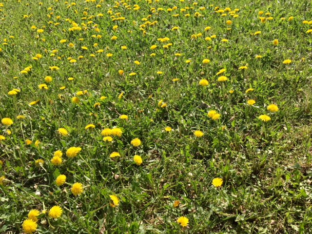 A sea of yellow: how Manitoba’s cosmetic pesticide ban has lead to a dandelion takeover - image
