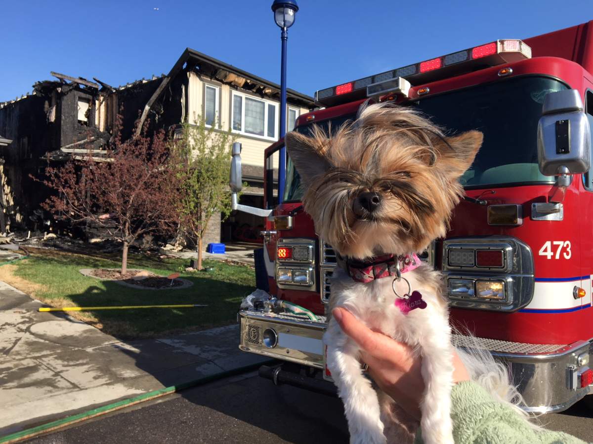 Kiara the dog rescued from a house fire in Edmonton’s Summerside neighbourhood on Monday morning. May 14, 2018.