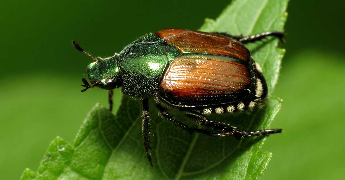 Japanese beetle invades Vancouver and it’s worse than the chafer beetle - image