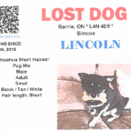 Lincoln, the chihuahua/pug mix went missing from Barrie’s south end in March.
