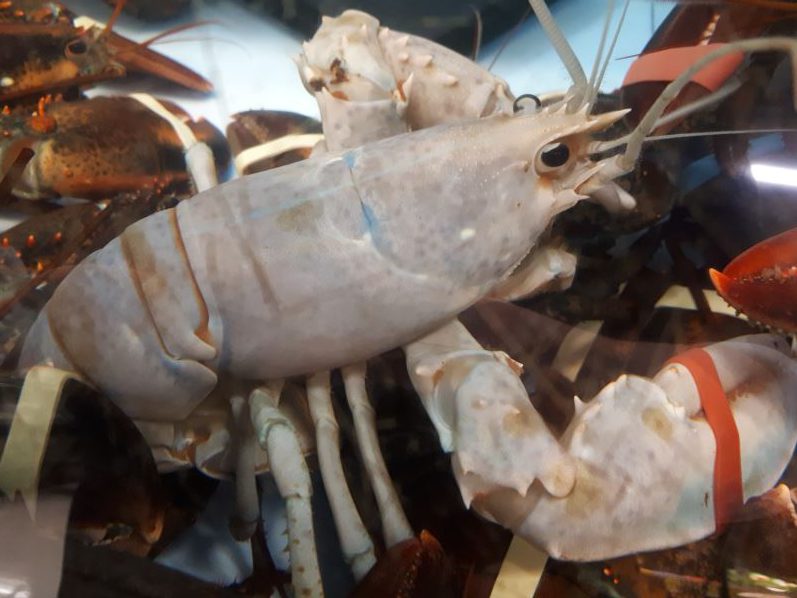 John Baird caught this albino lobster near Caribou Island, N.S., just outside Pictou. 