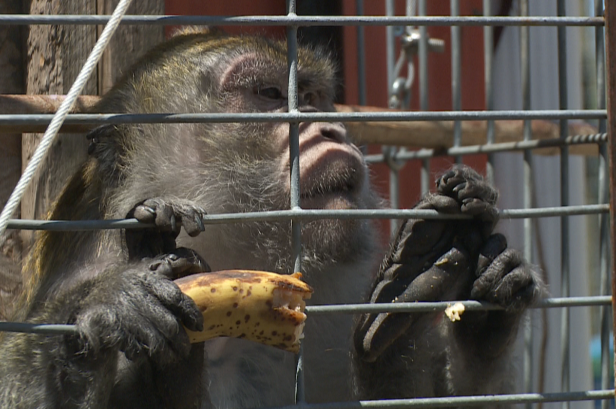 Cedric is one of three lab monkeys recently rescued by Story Book Farm Primate Sanctuary in Sunderland, Ont. 