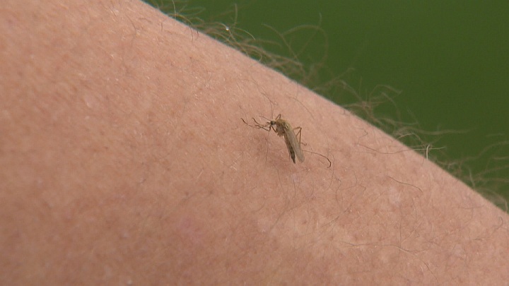 Late snowfall in Manitoba delays mosquito season, could reduce wasps, experts say