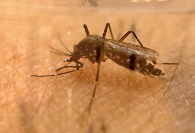 After significant rainfall last weekend, Regina's pest control manager expects a mosquito boom.